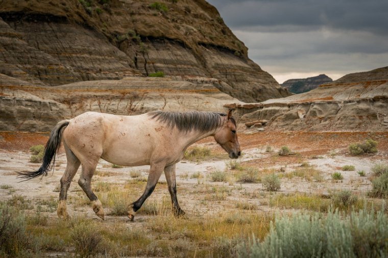 089 Theodore Roosevelt NP, wilde paarden.jpg